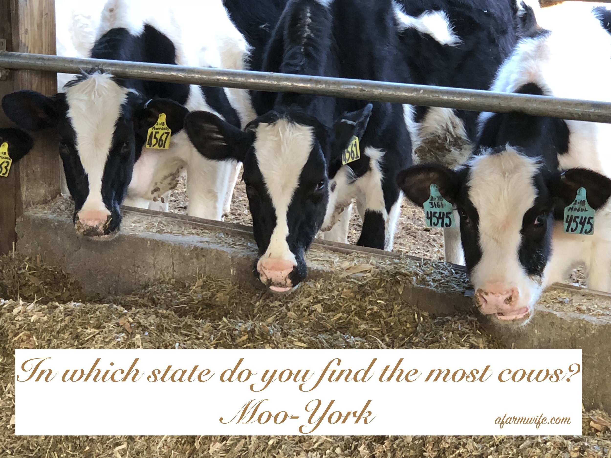 moo-York.jpg