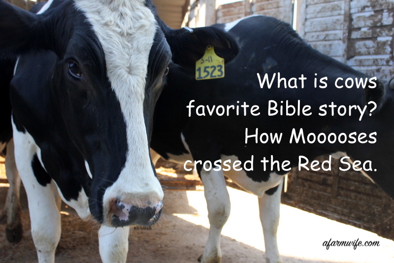 Moooes穿越Red Sea.jpg
