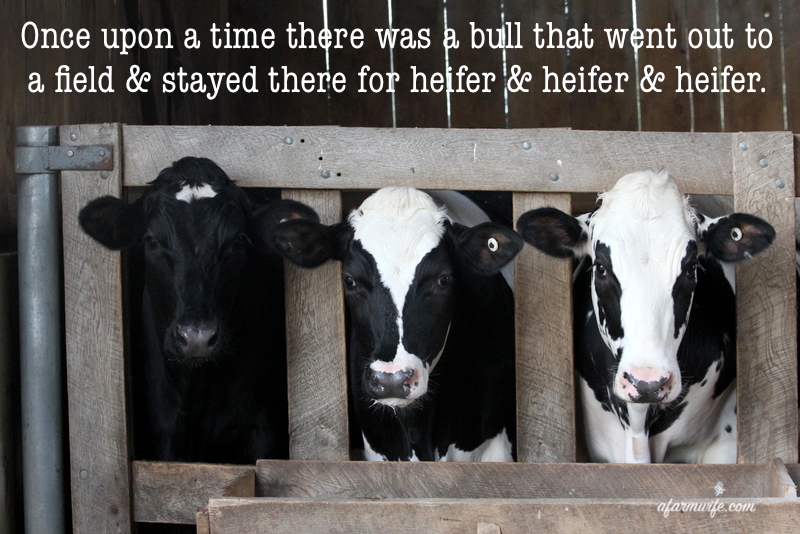 公牛场-小母牛& heifer.jpg