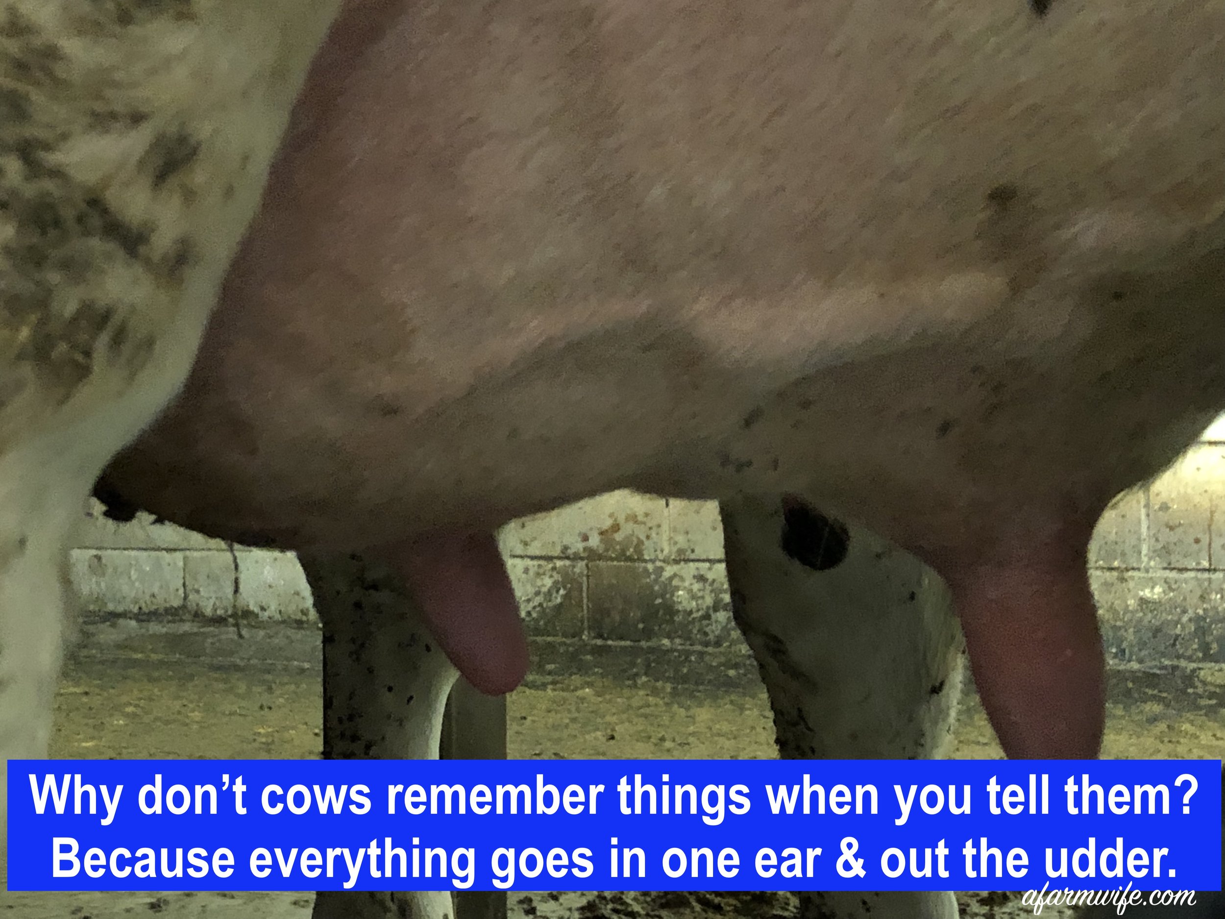 记住-一只耳朵伸出udder.jpg