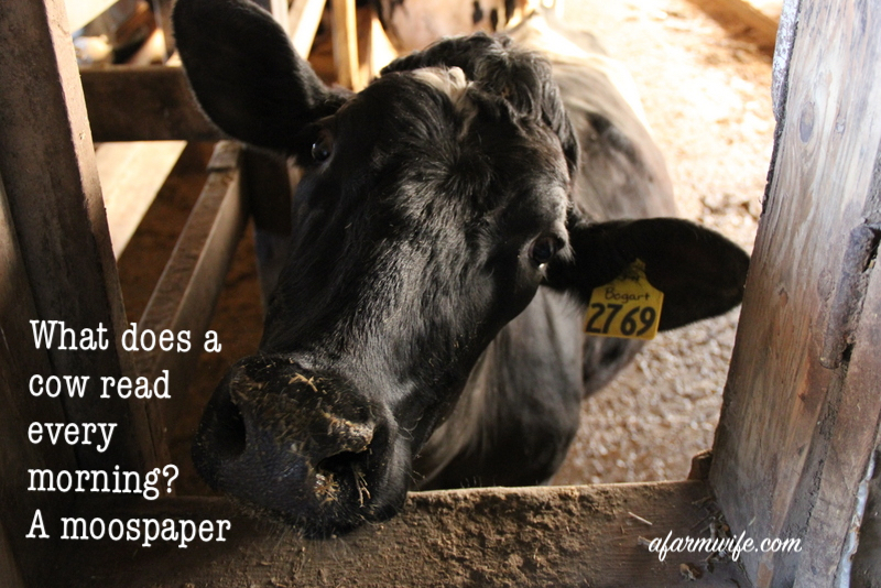 moospaper.jpg