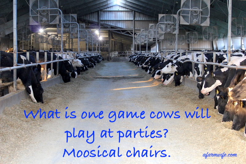 moosical chairs.jpg