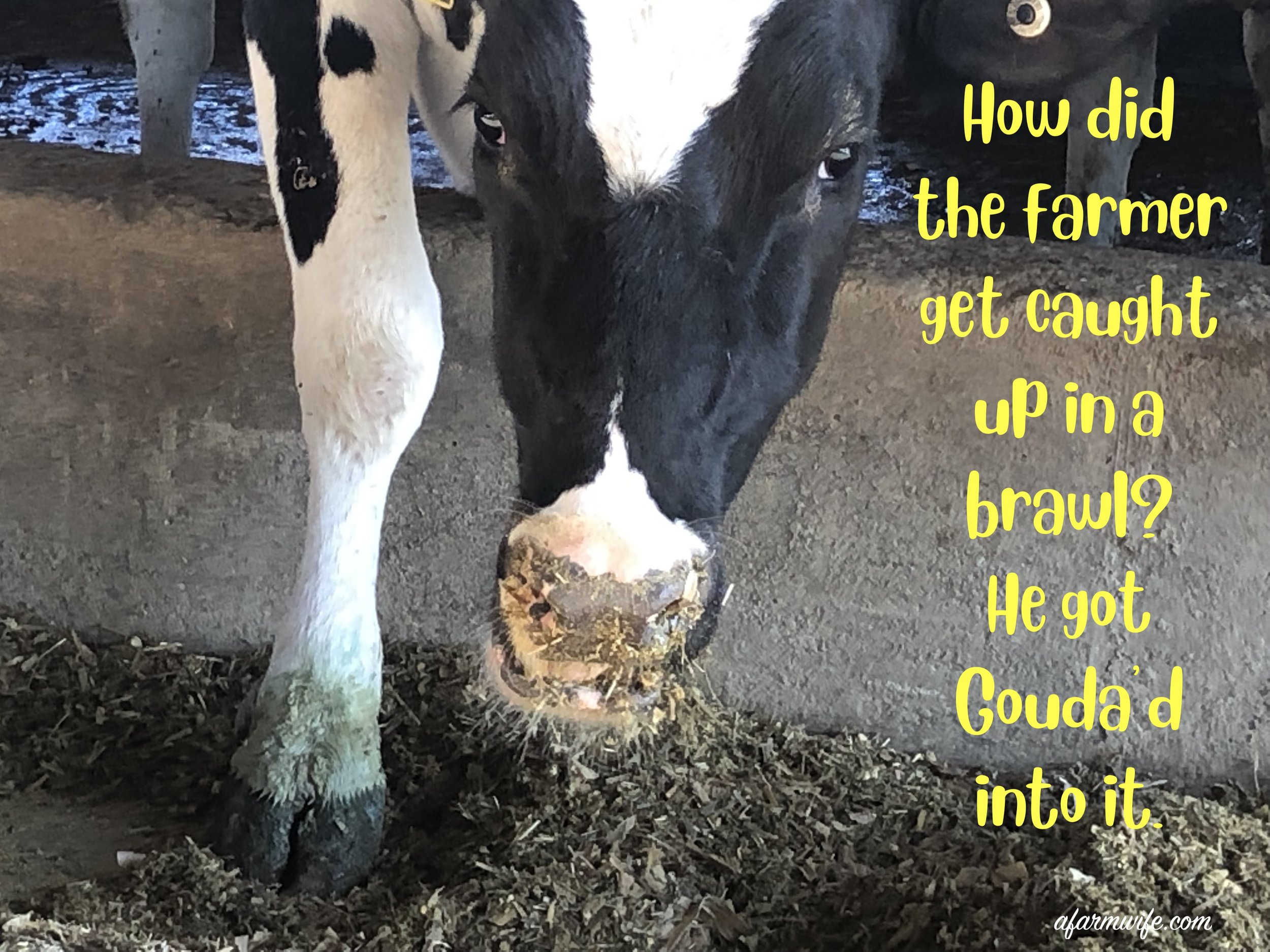 法姆斗殴-gouda'd.jpg