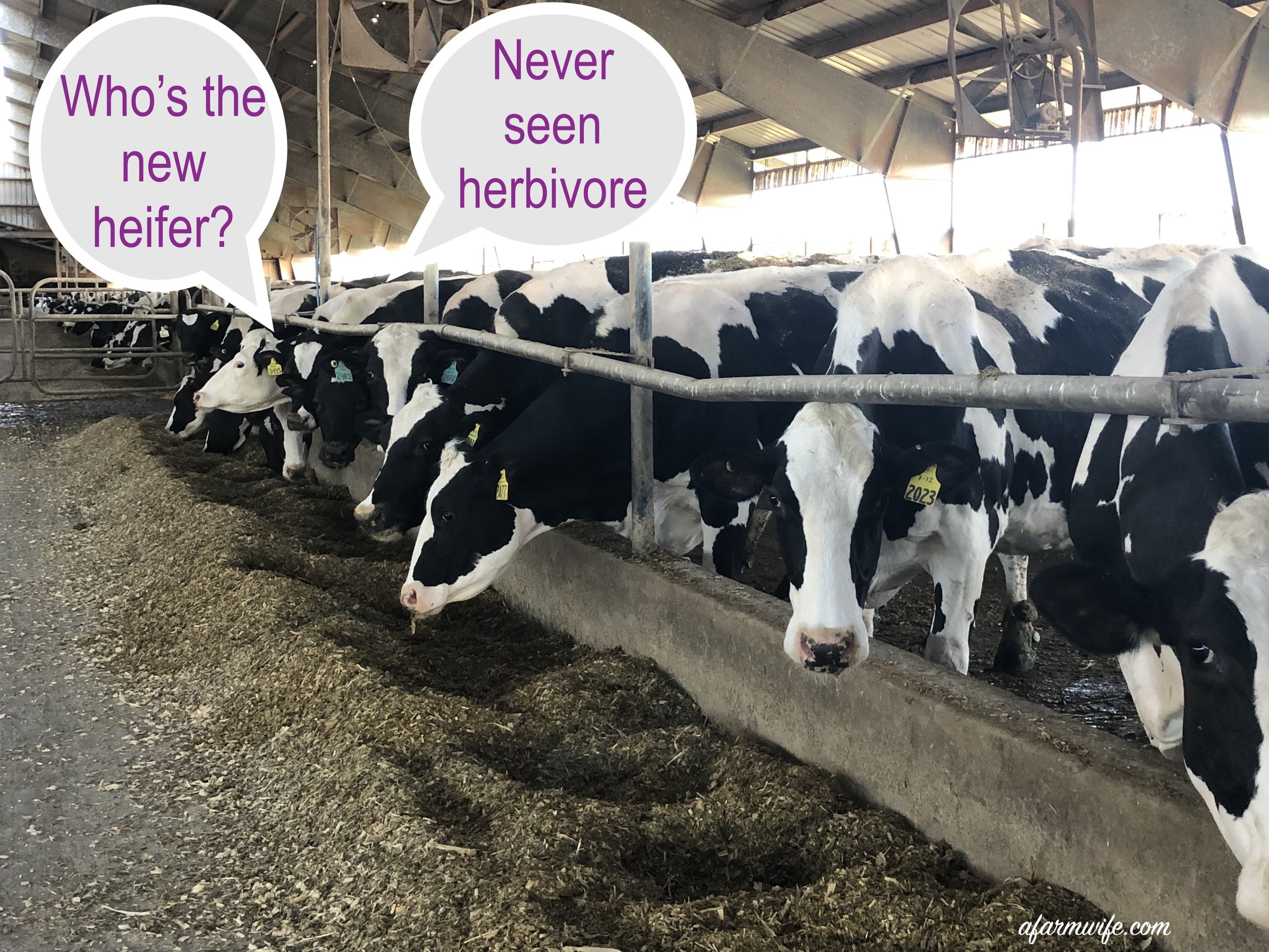 herbivore.jpg