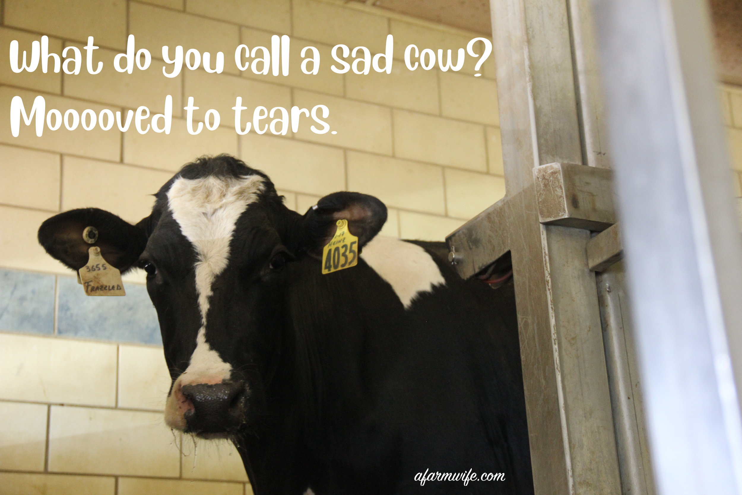 mooooved to tears.jpg