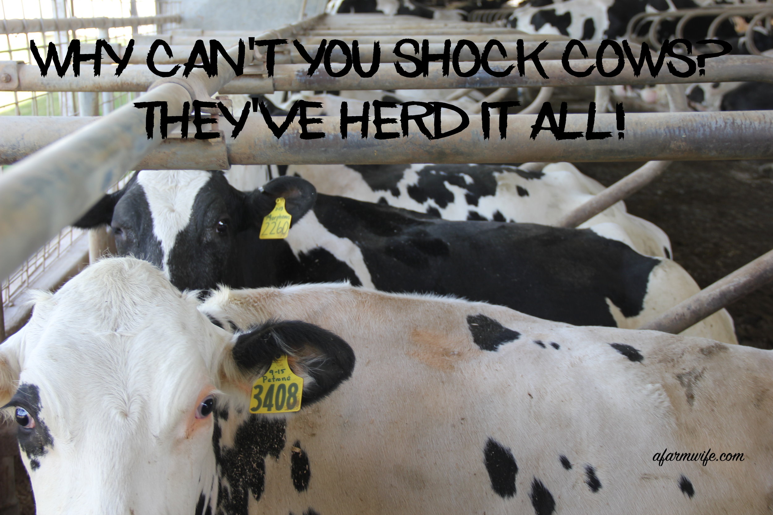 休克cows.jpg