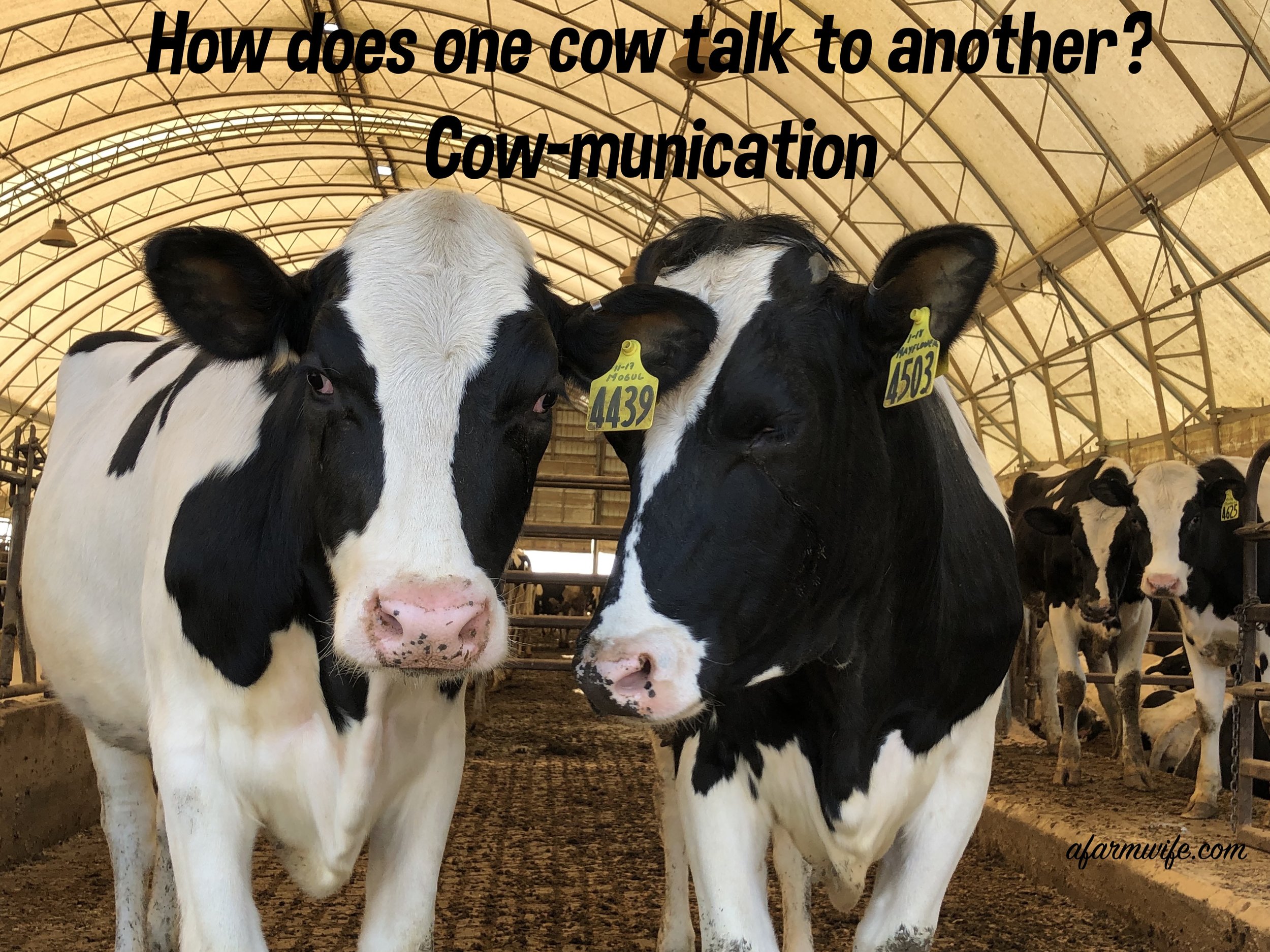 cow-munication.jpg