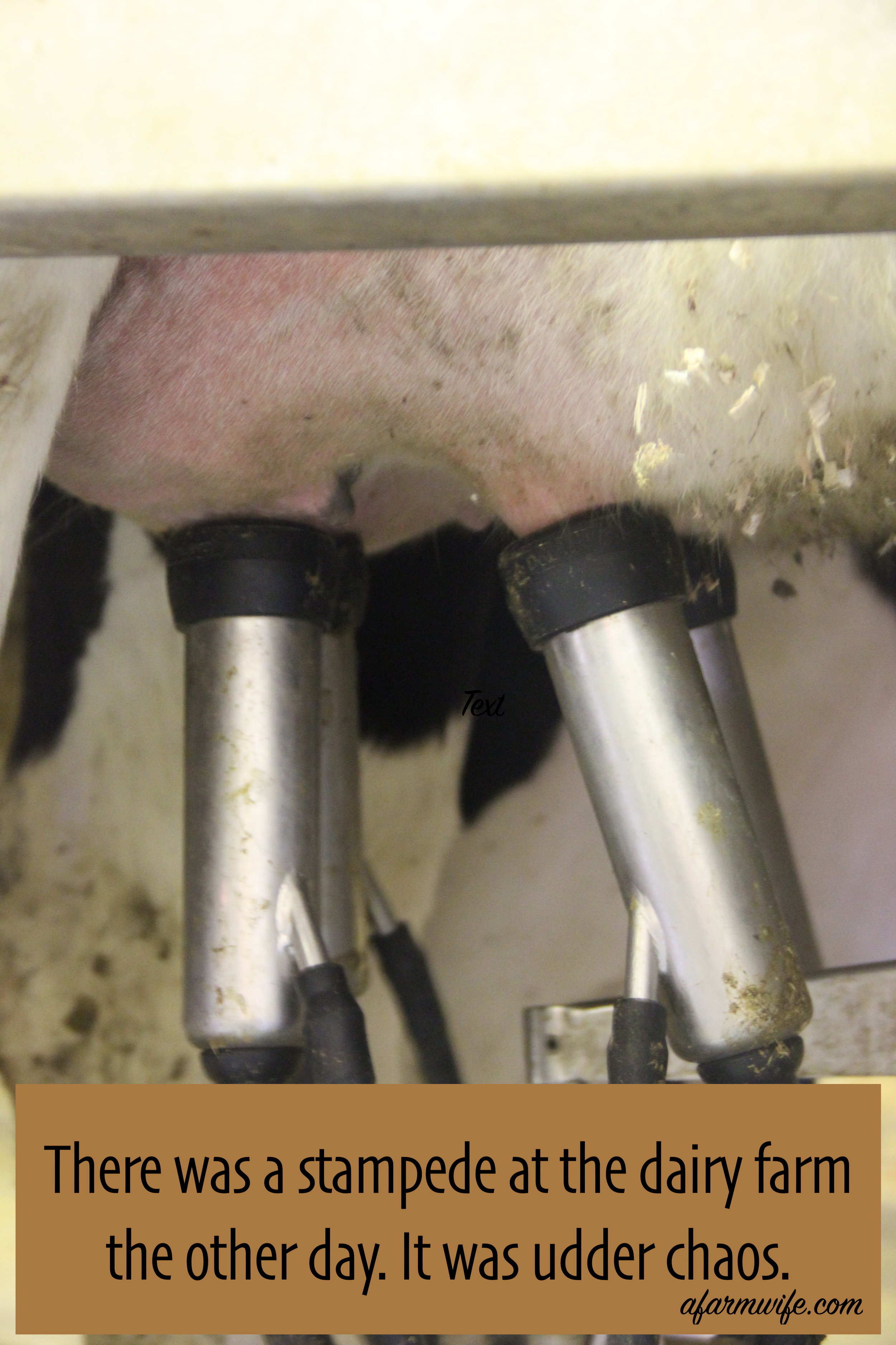 踩踏-udder chaos.jpg