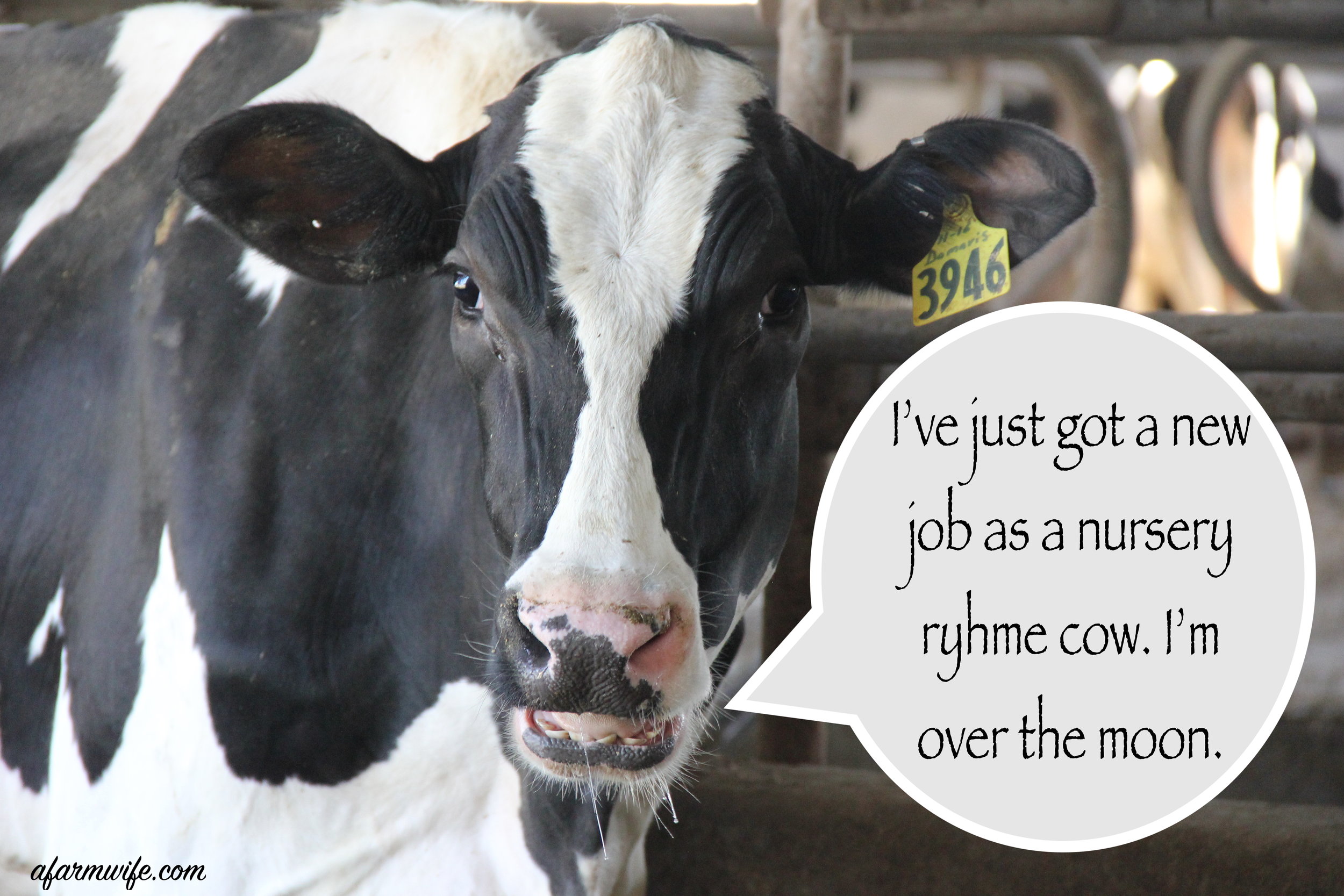 苗圃ryhme cow.jpg
