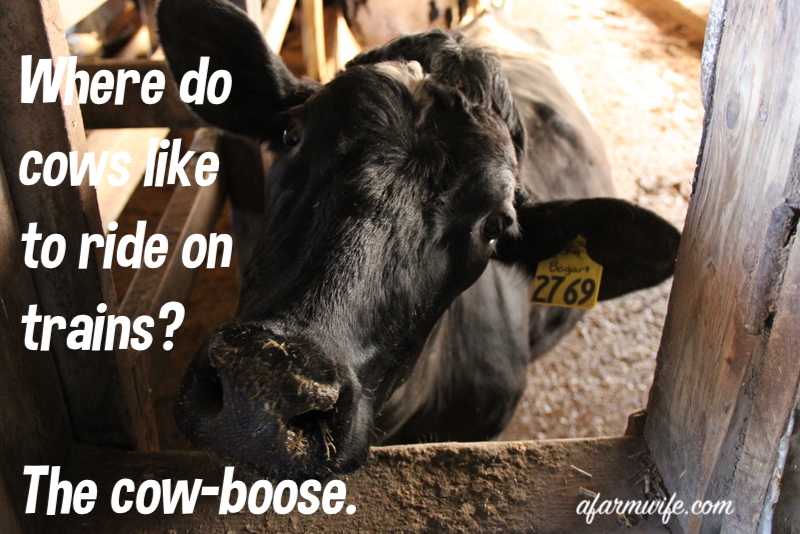 火车上的牛-cowboose.jpg