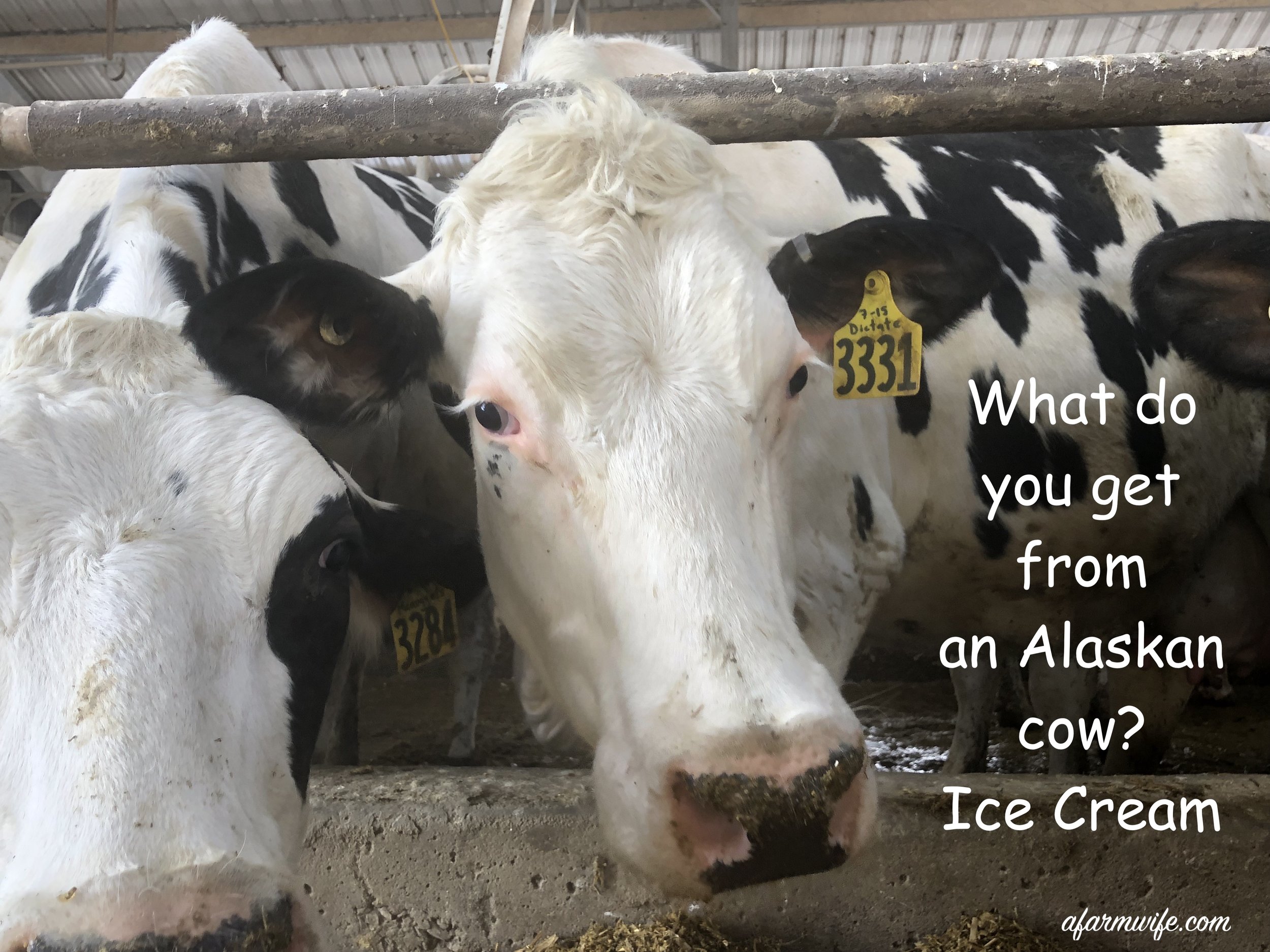 阿拉斯加Cow.jpg