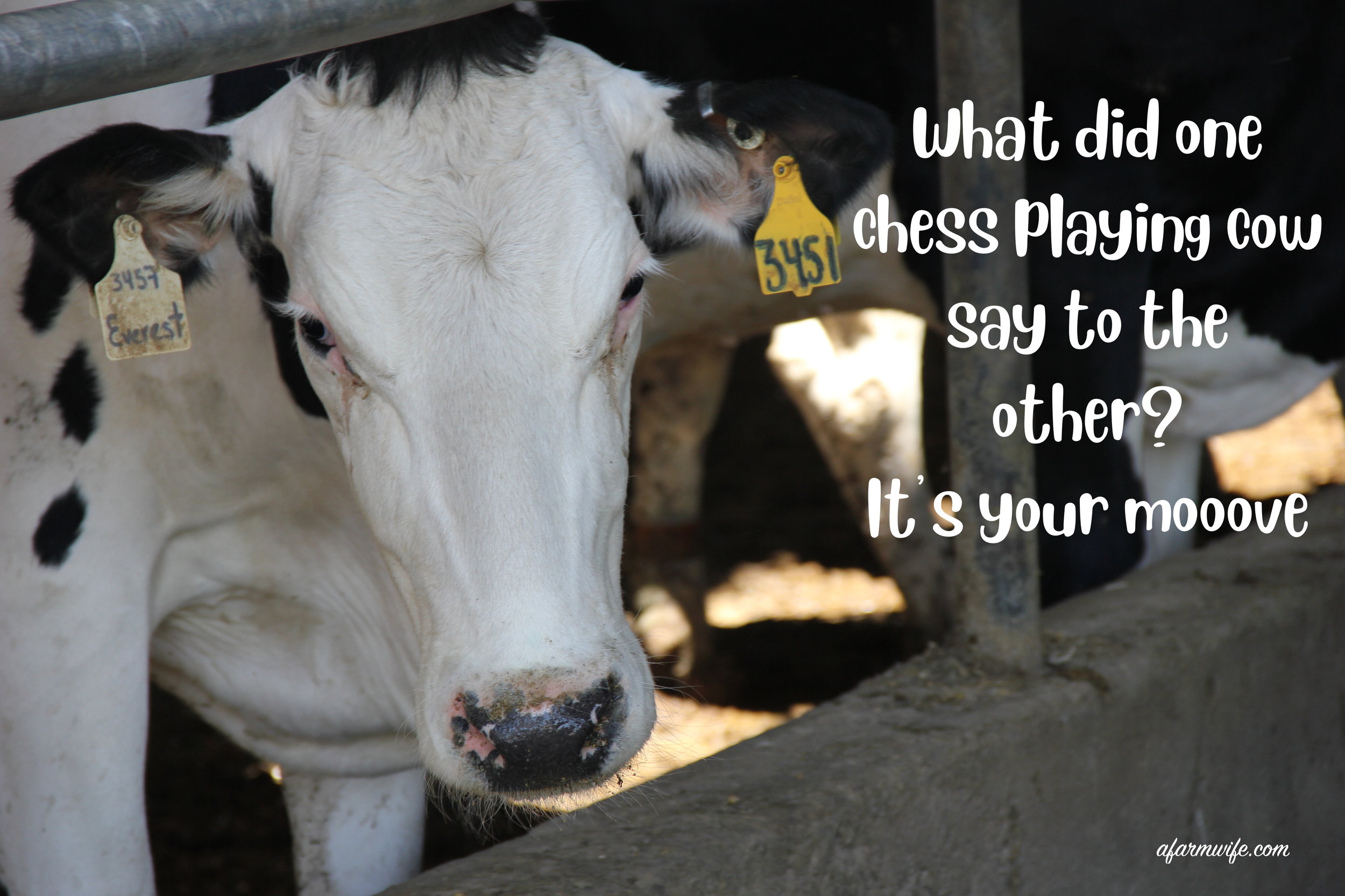 象棋Cow.jpg