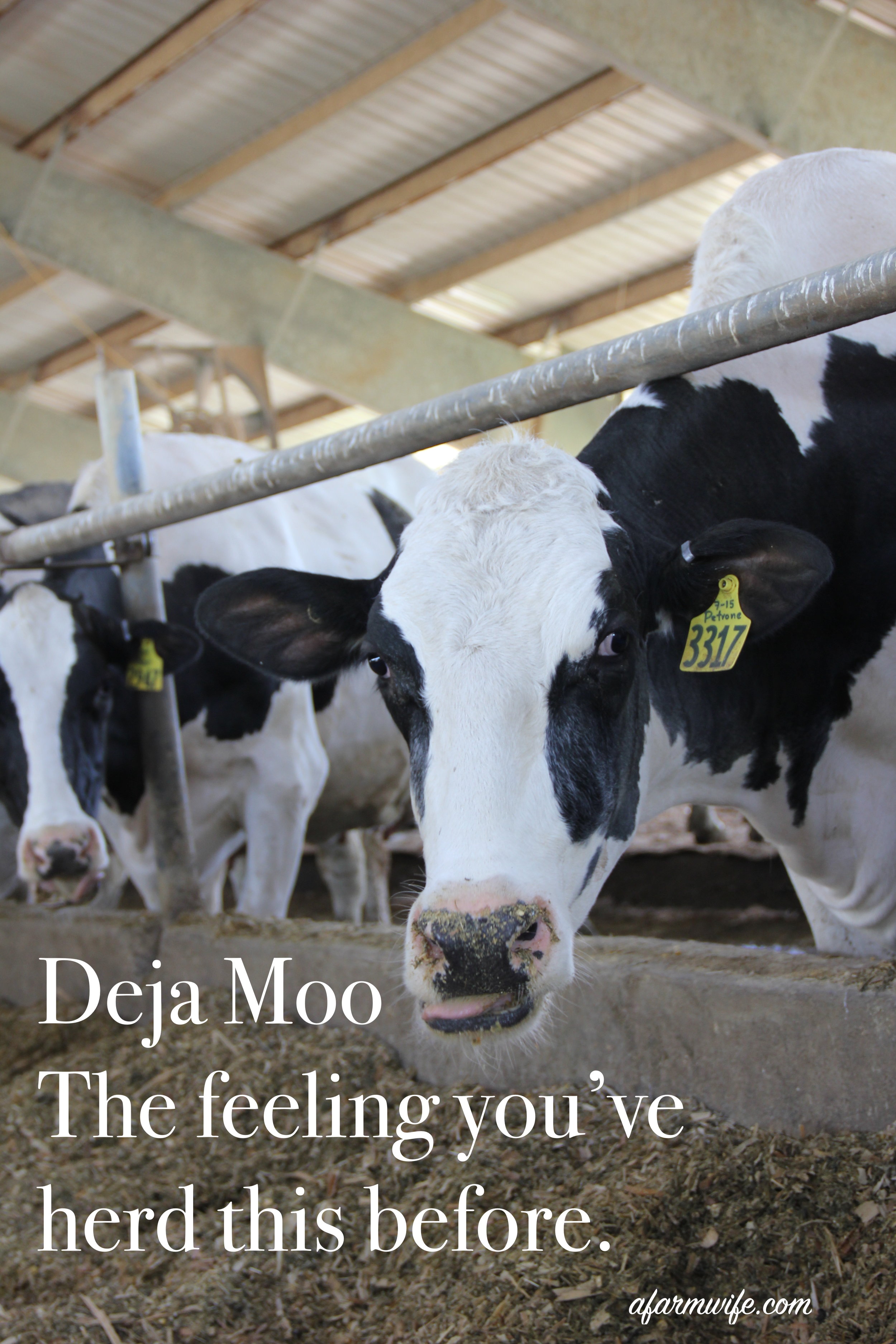 Deja Moo.jpg