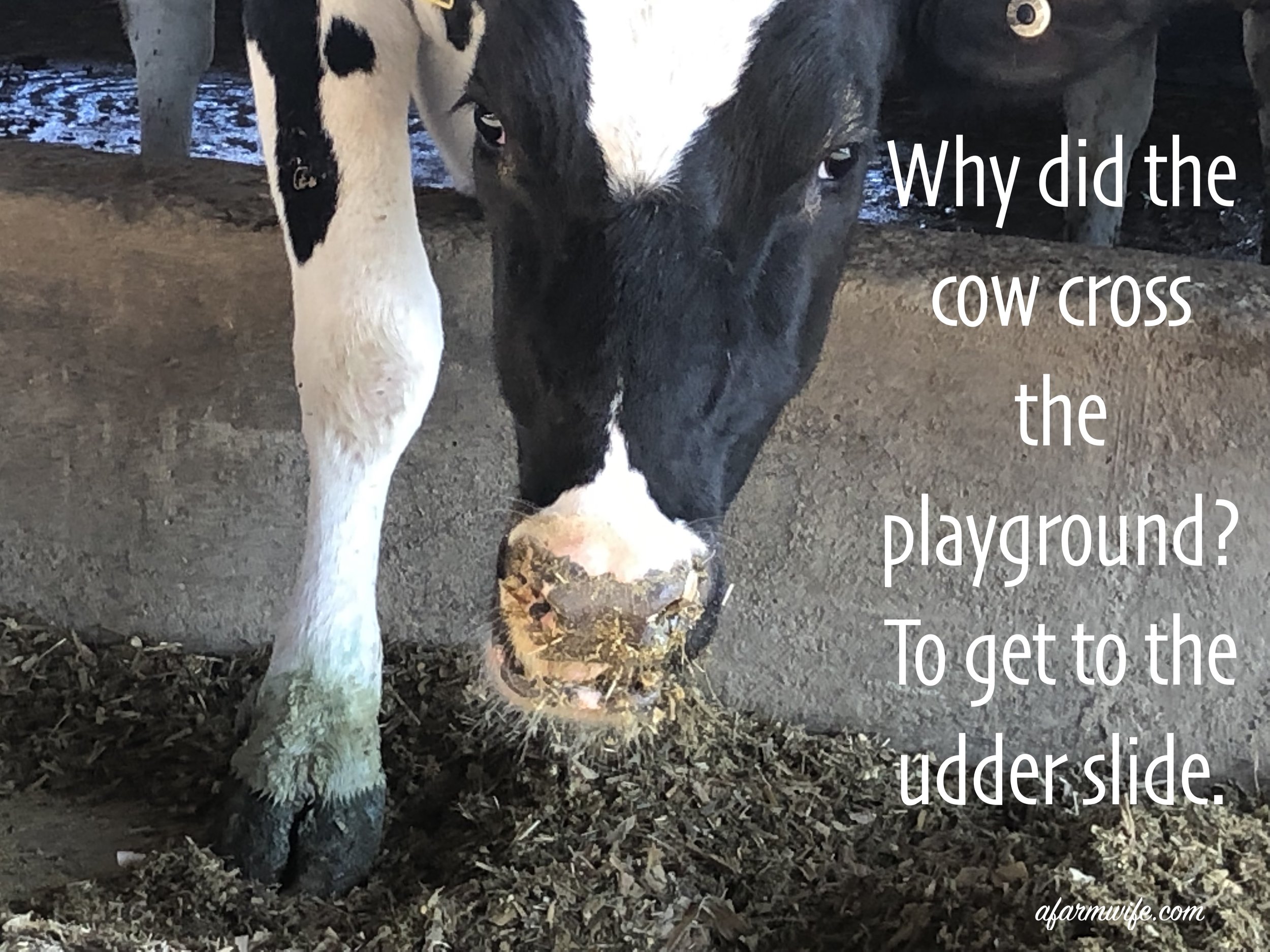 udder slide.jpg
