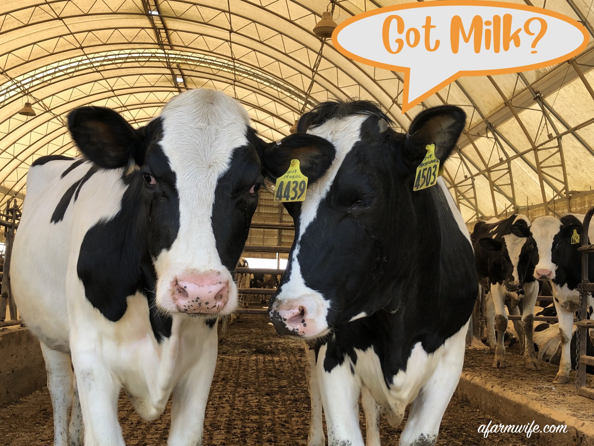 Gt Milk.jpg