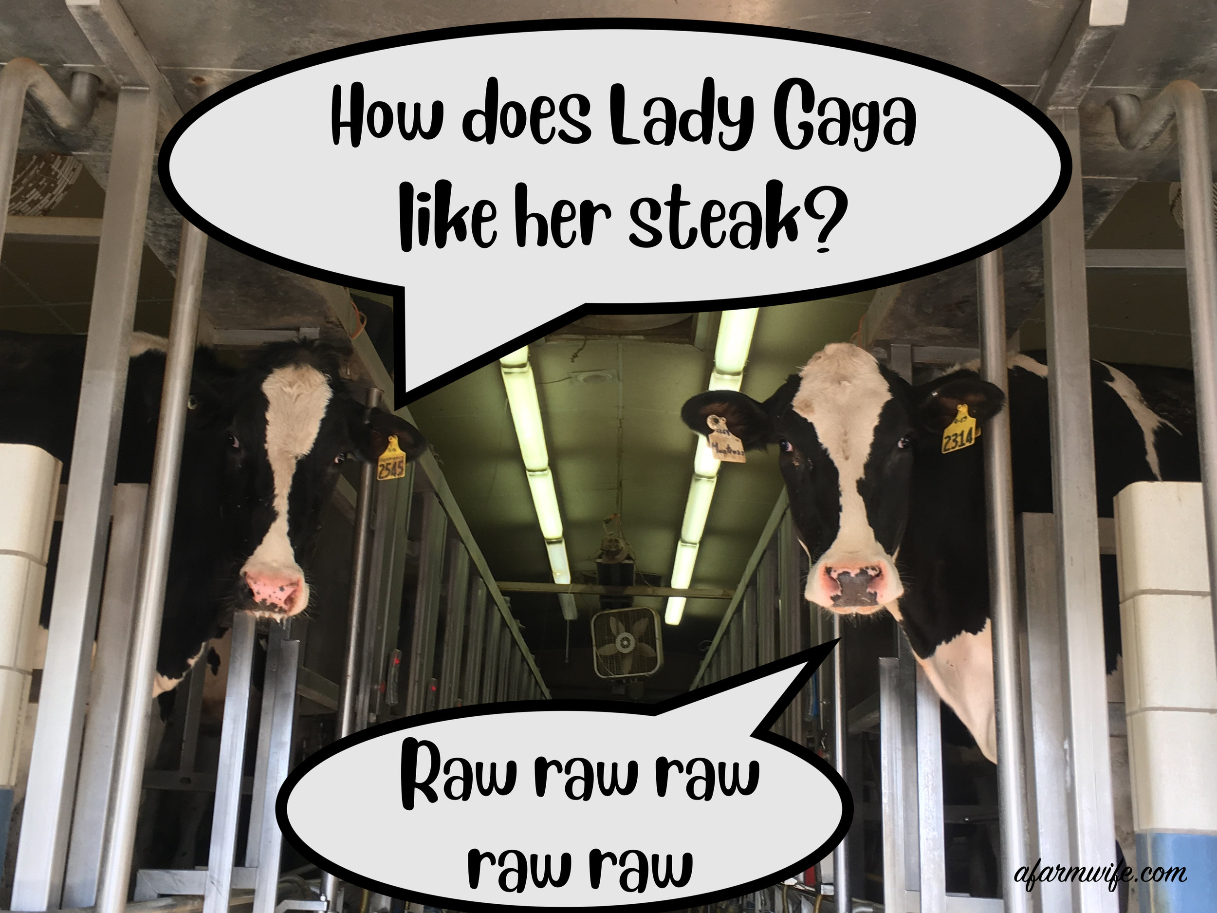 Lady Gaga.jpg