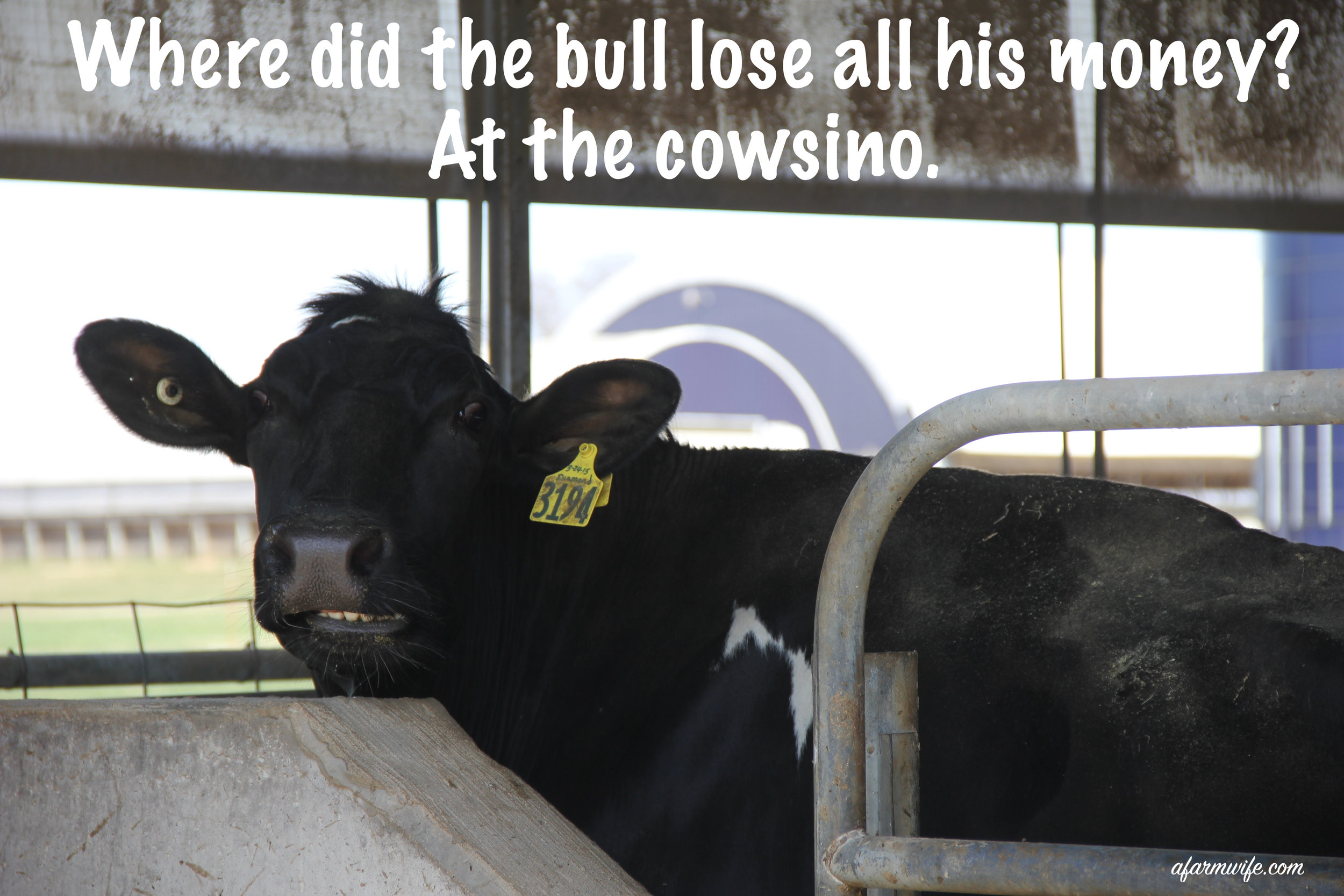 cowsino.jpg
