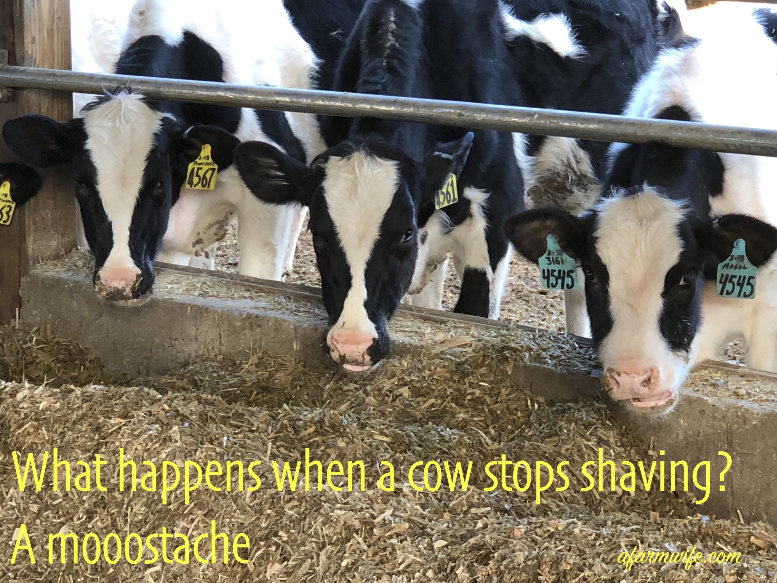 moo stache.jpg