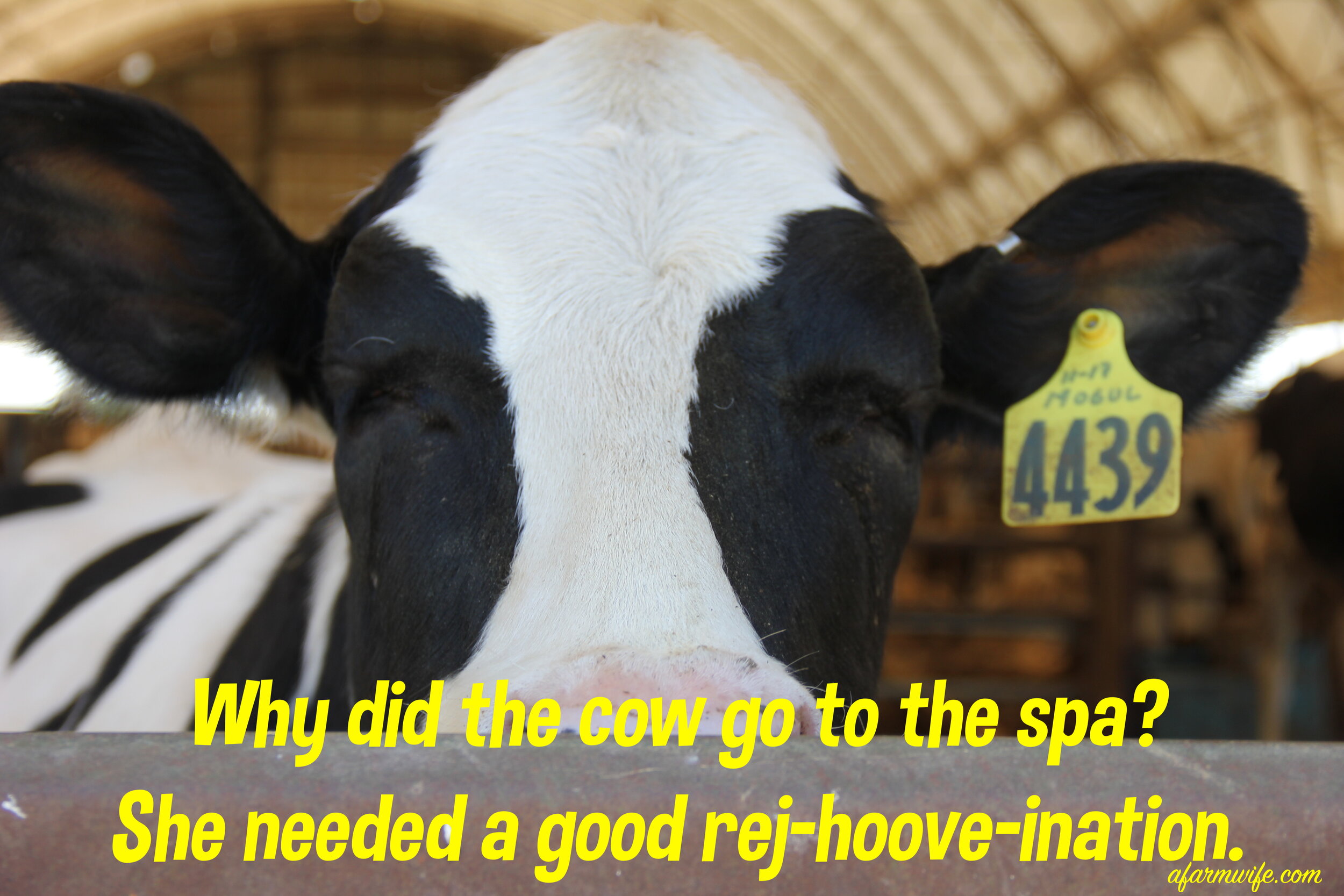 rej-hoove-ination.jpg