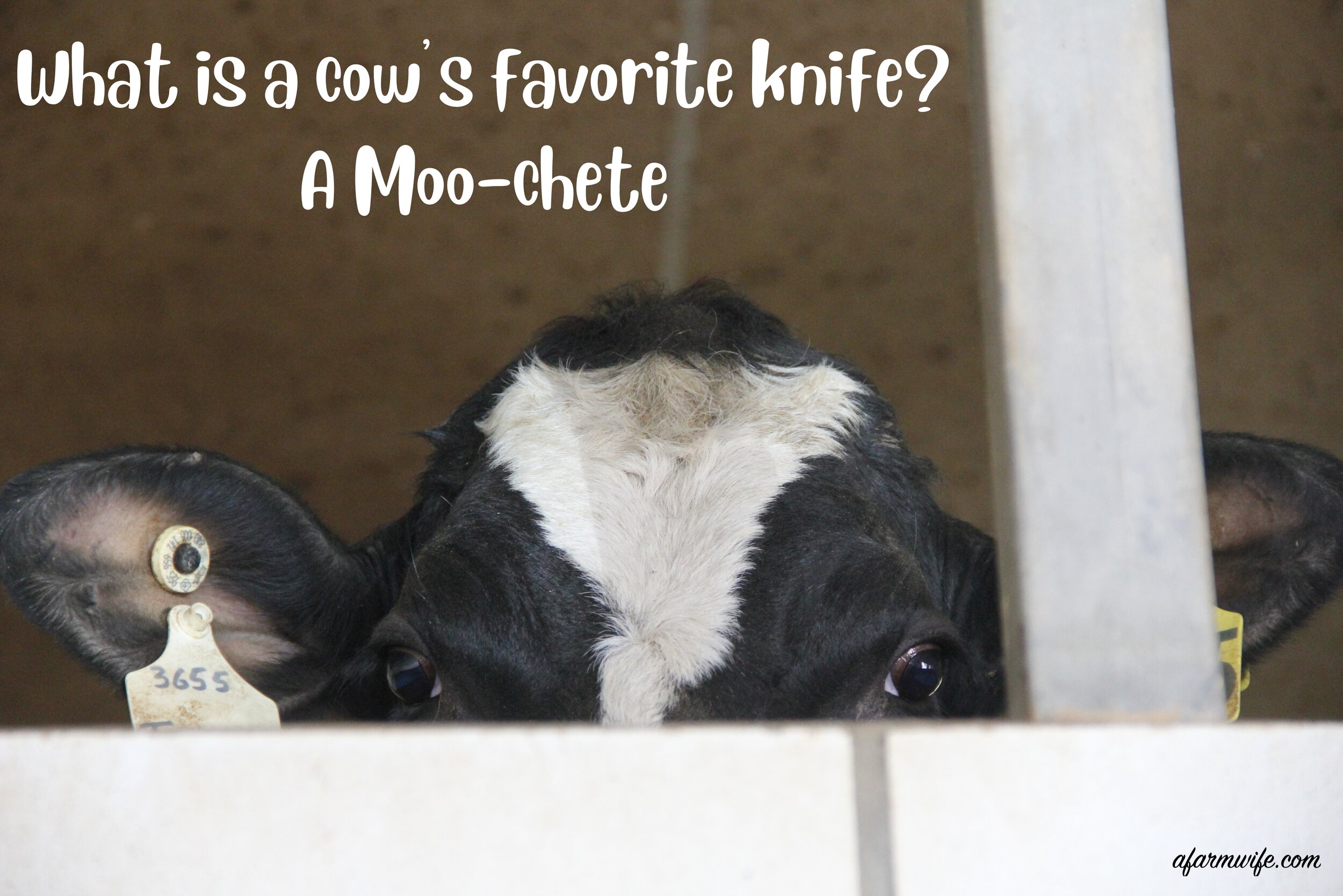 moo-chete.jpg