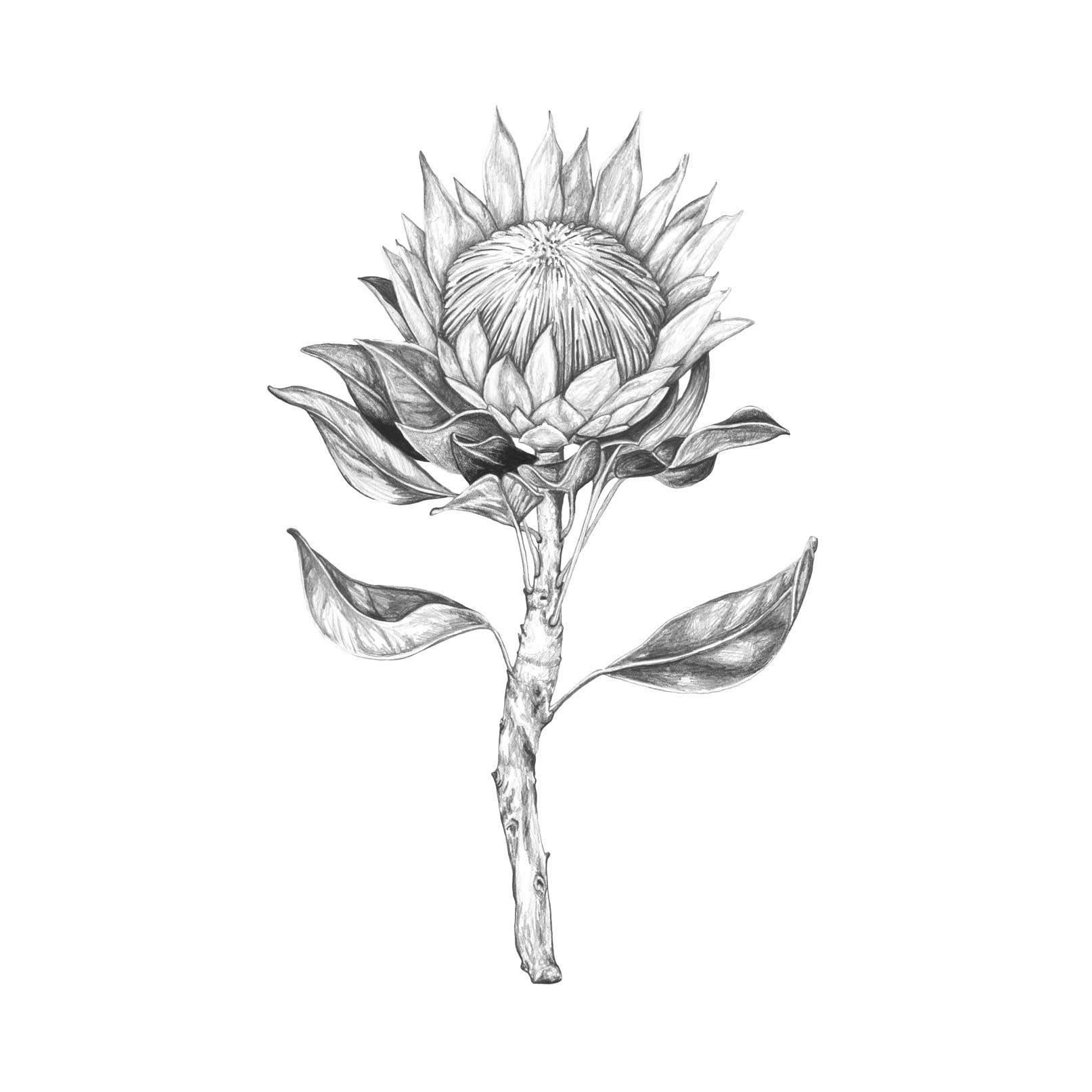 King Protea Paula Sepp Limited Edition