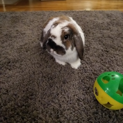 wilson.jpg