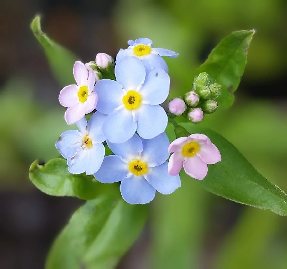 Sacred Heart Healing