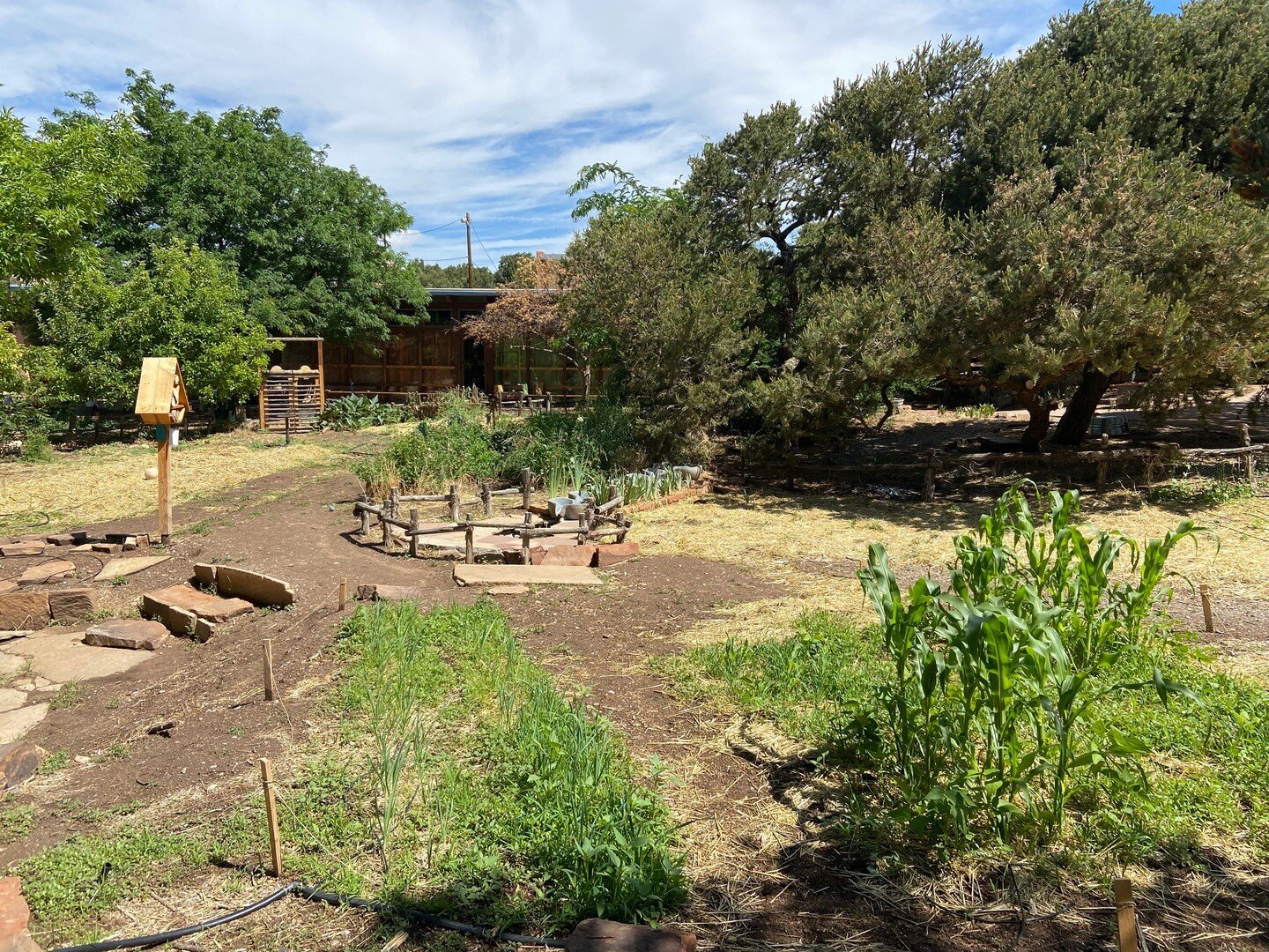 The recent rain has been a blessing for our garden! Join us on Tuesday, June 28th for our community garden work day from 12-3 pm. Help us make our garden even more beautiful and fruitful!

#santafewaldorfschool #schoolgarden