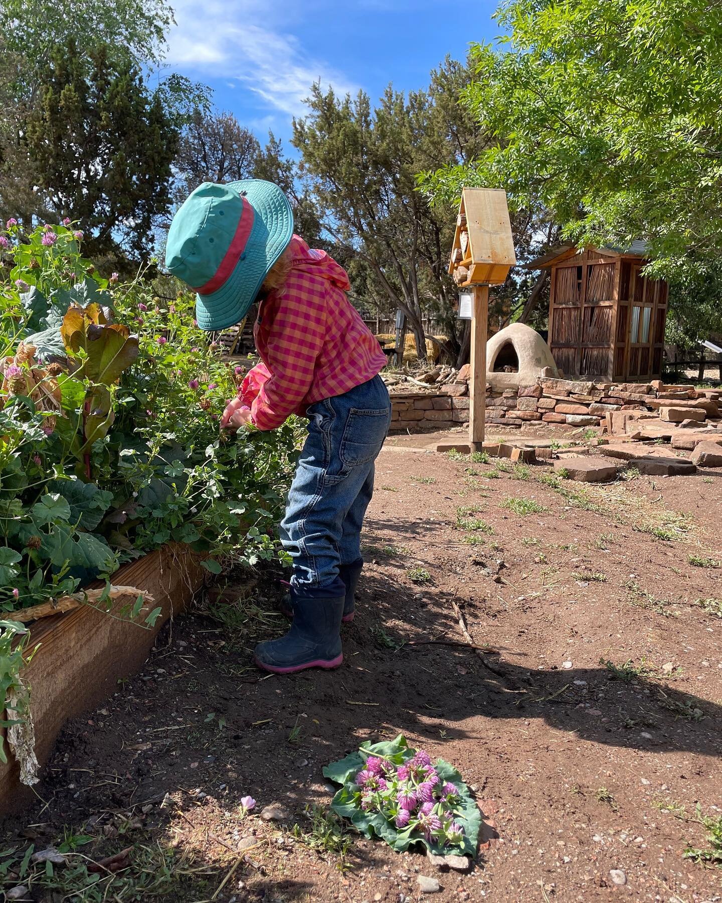Our Dandelion program for 3-5 year old's is in full swing! The kids are playing in the garden, singing, dancing and exploring the outdoors.  So fun to see these little ones walking and climbing all over our campus.

#santafewaldorfschool #waldorfeduc