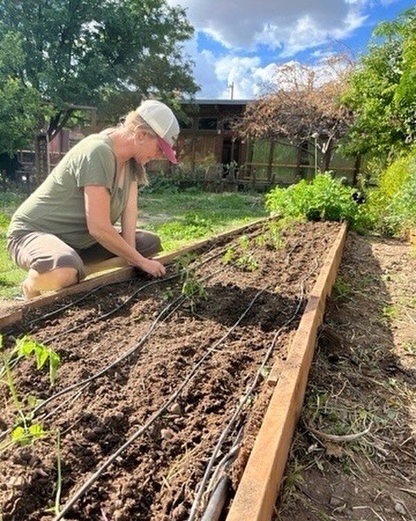 Join Ms. Erin for two more Tuesdays from 12 pm to 3 pm in the garden! Help us plant perennials, herbs, pollinator plants and flowers. This is a great opportunity for parents, community members and students to help cultivate the heart of our campus! 

