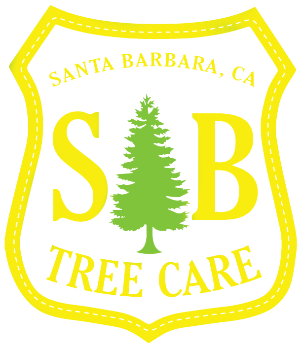 Santa Barbara Tree Service (Expert Trimming And Removal)