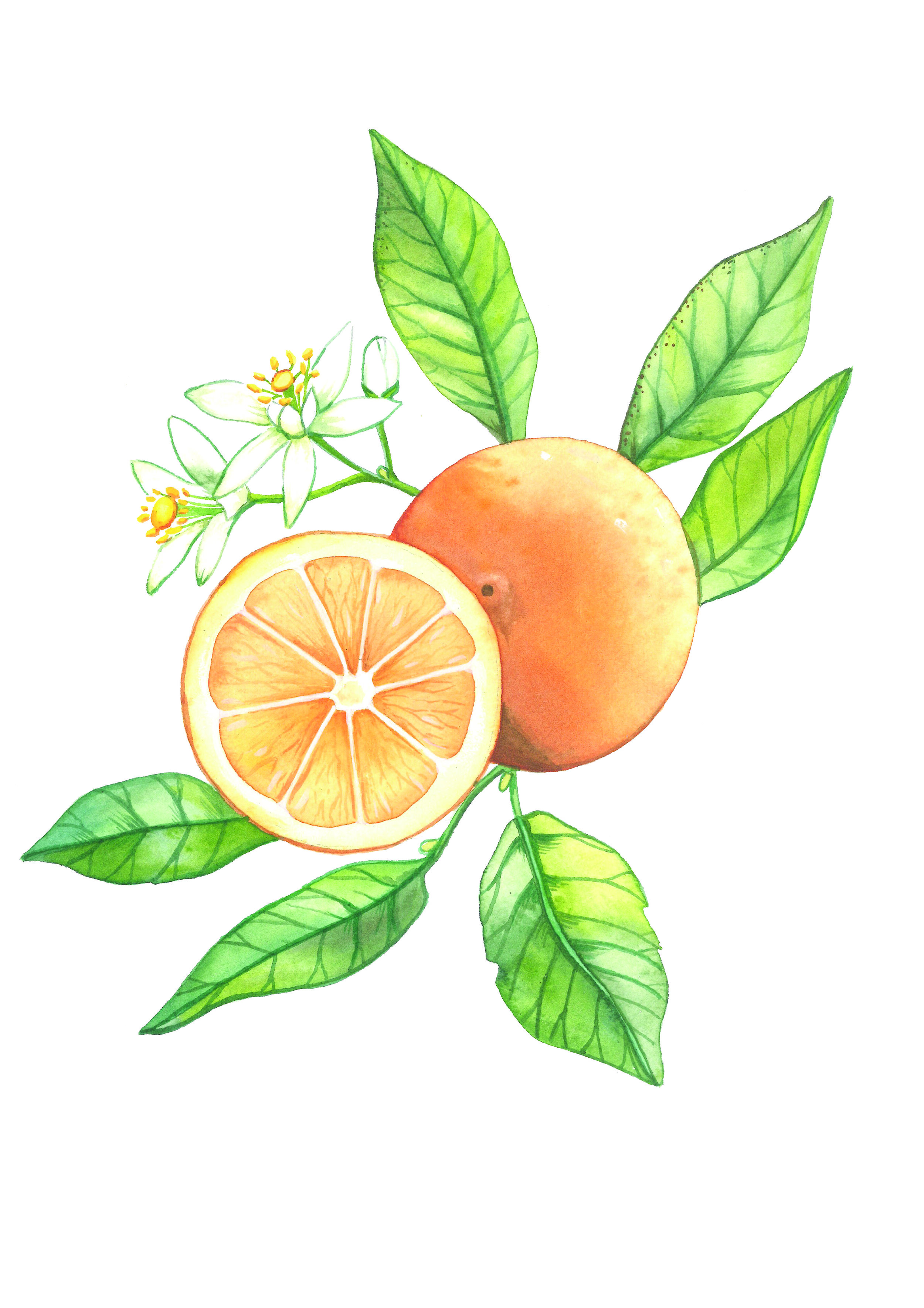 Orange Blossom Water Recipe - This Healthy Table