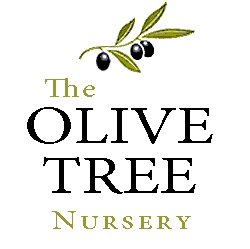 The Olive Tree Nursery