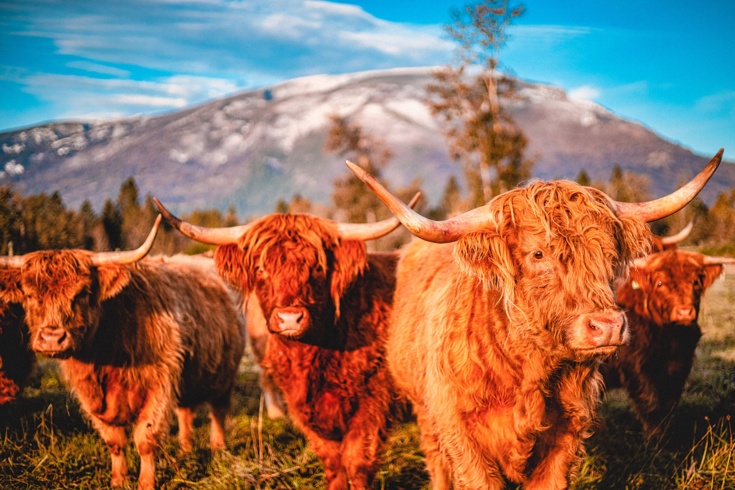 miniature highland cows