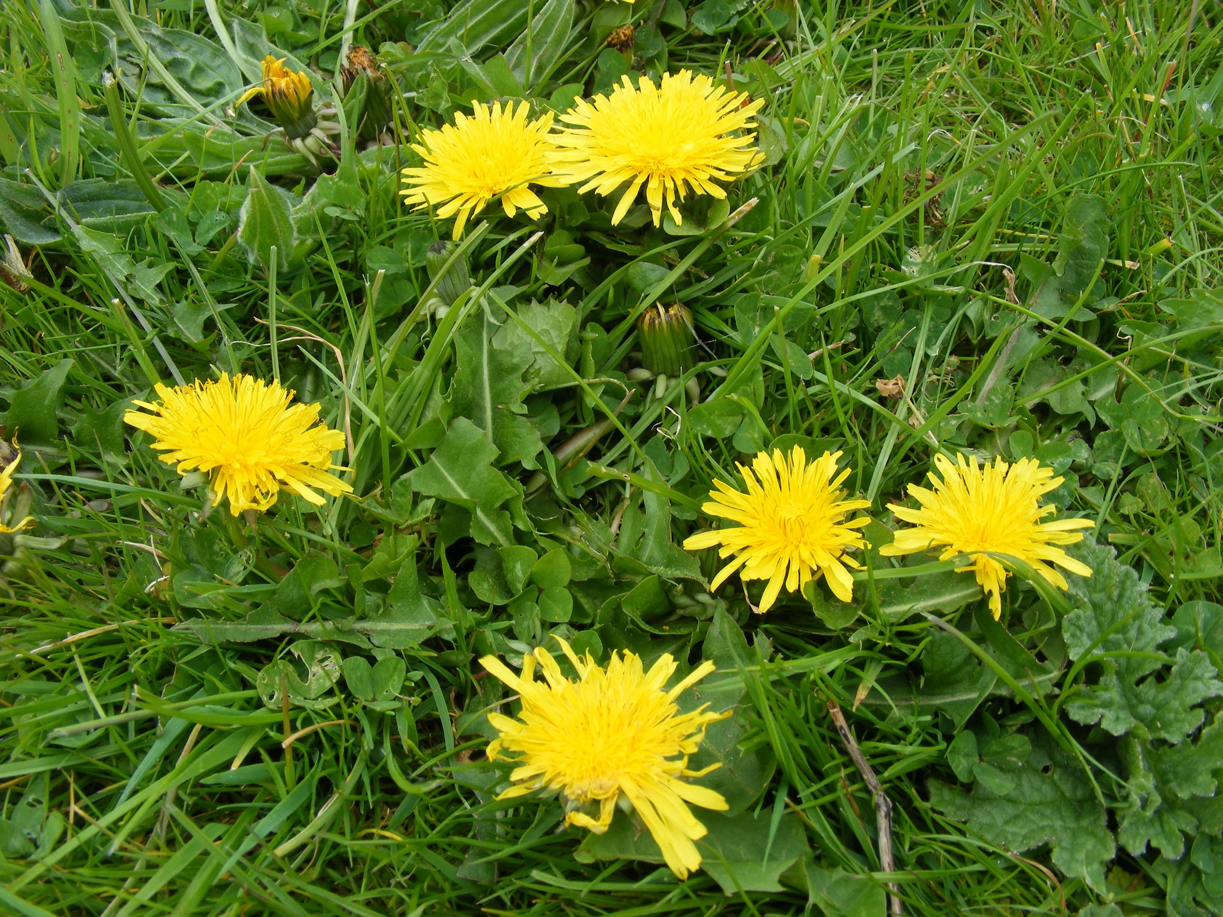 Dandelion Flower Essence Benefits Best Flower Site