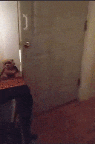 giphy-downsized-medium.gif