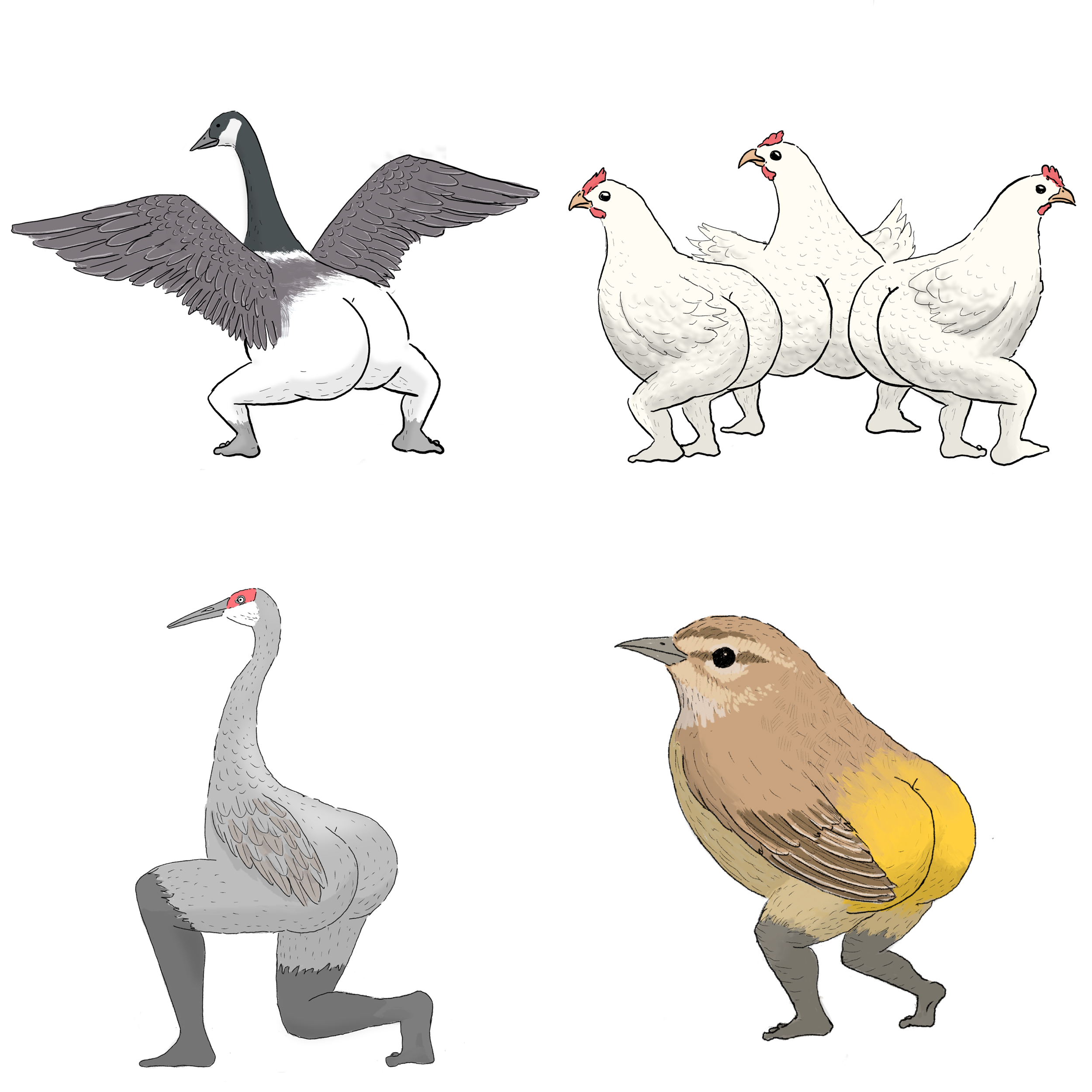 2022 Edition - Precise Bird Stickers for Expert Birders (4-pack