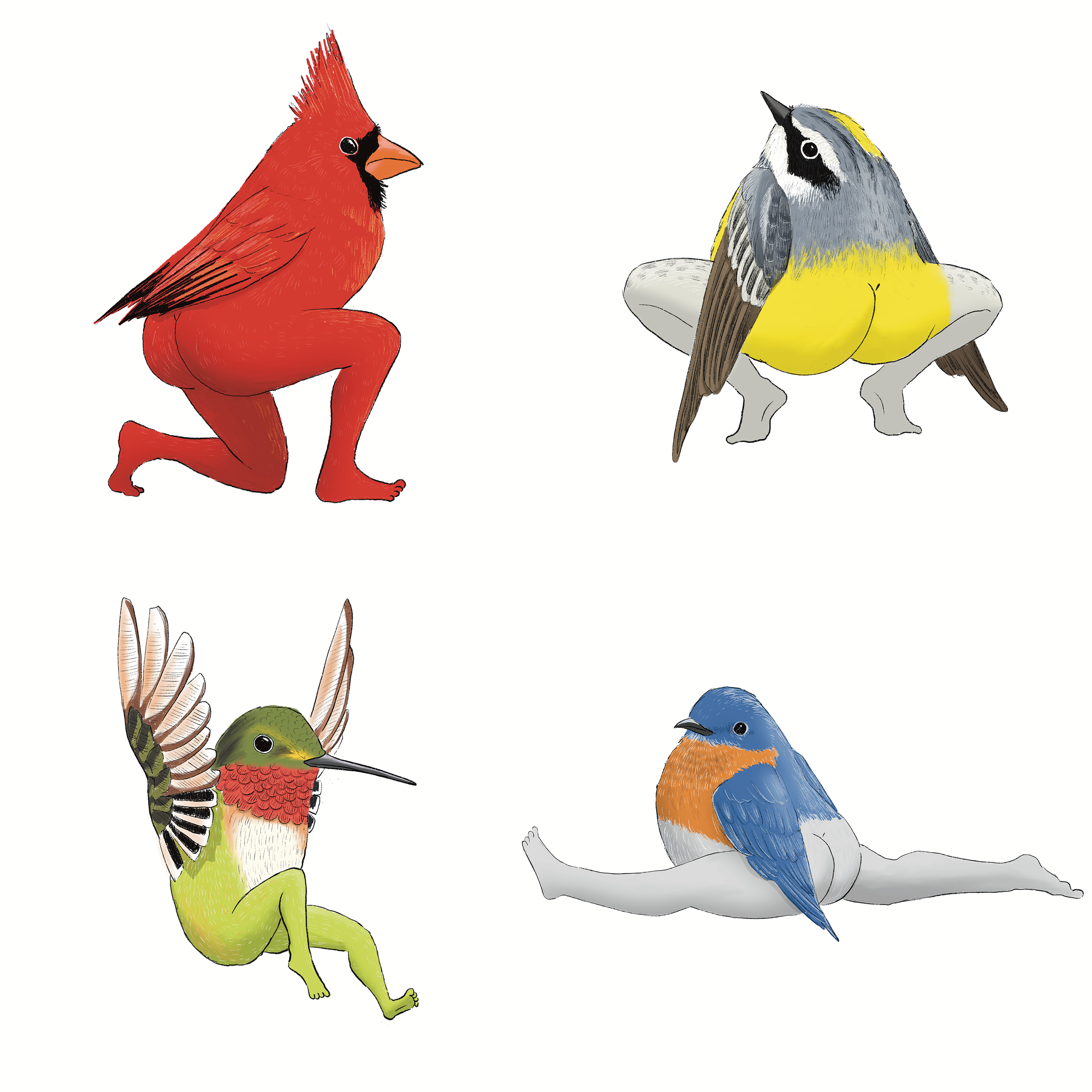 beautiful birds funny cute sweet bird stickers Sticker for Sale by Eden3