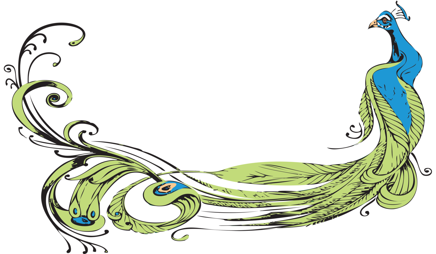 Coda Del Pavone 