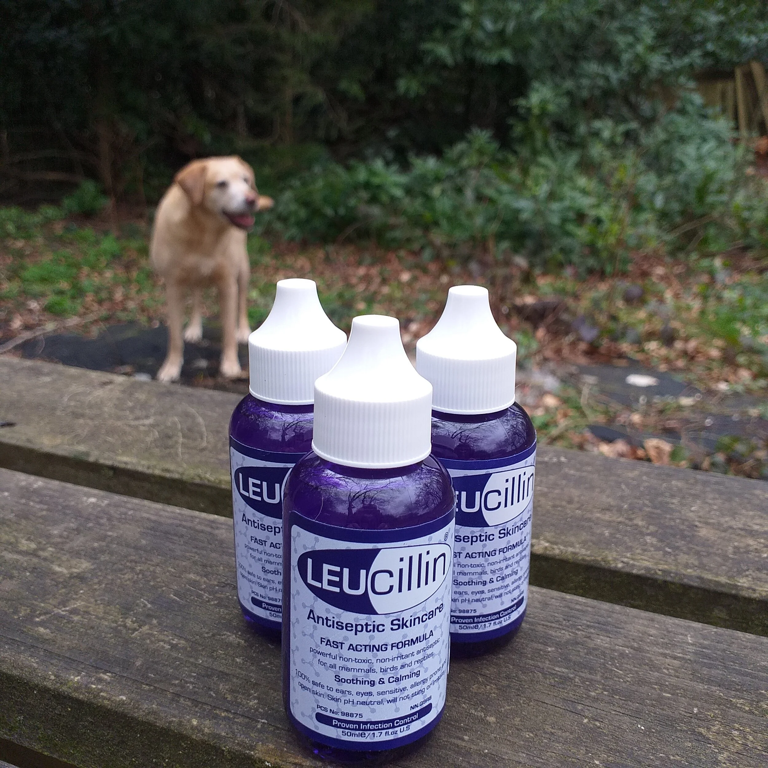 leucillin for dogs