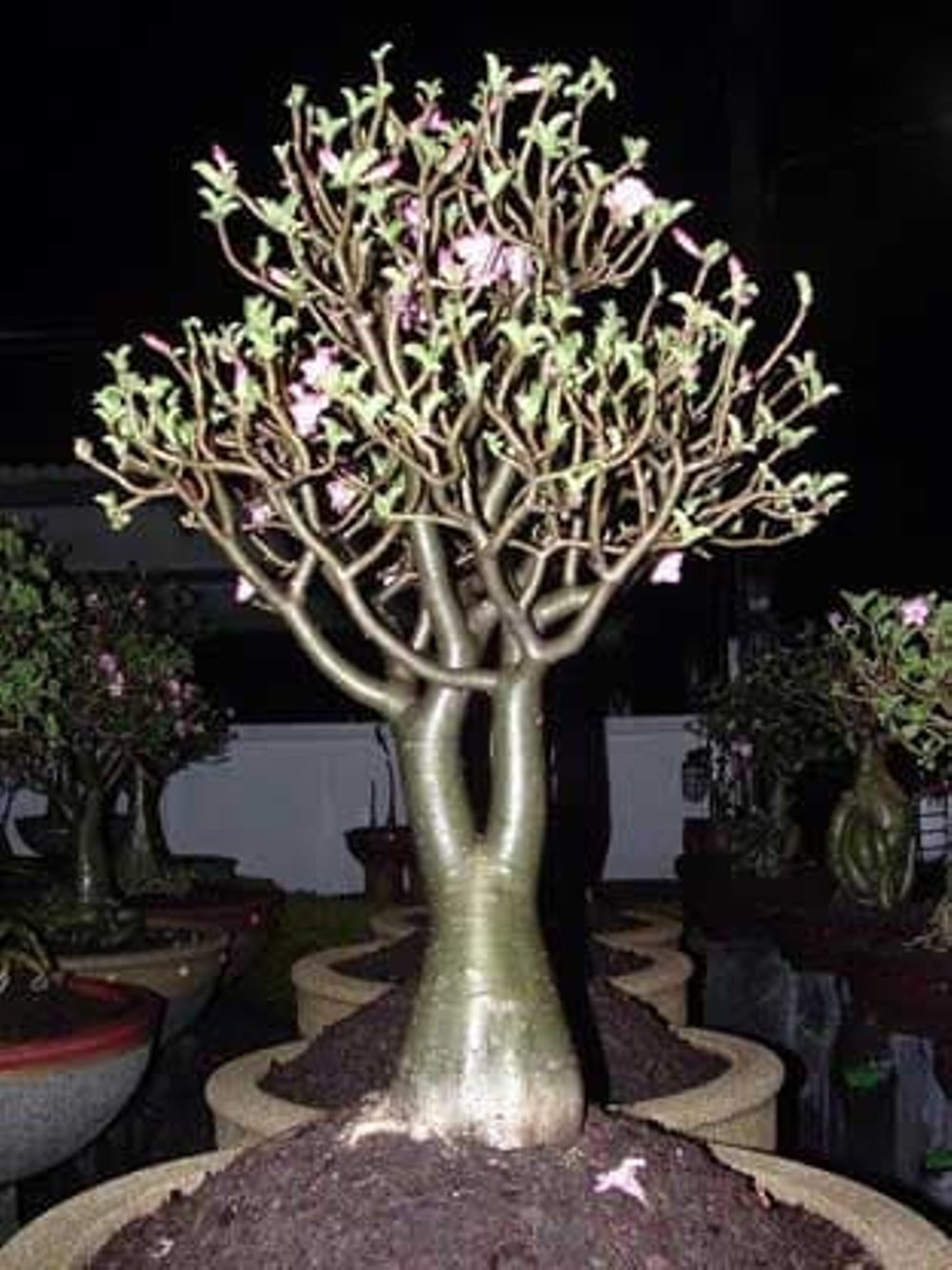 Adenium Arabicum Rachinee 5 Seeds Rareplant