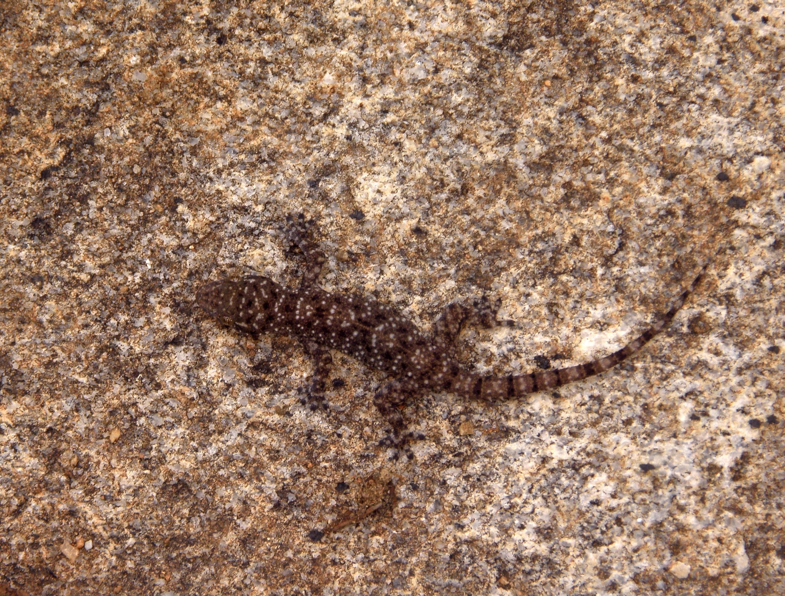  Rishi Valley Rock Gecko