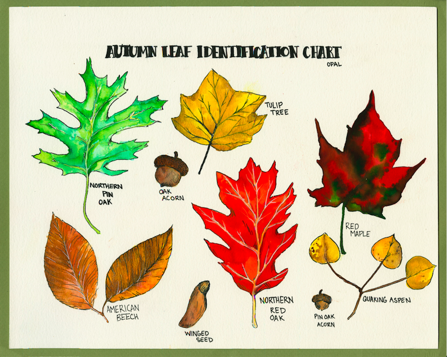 Fall Leaf Identification Chart