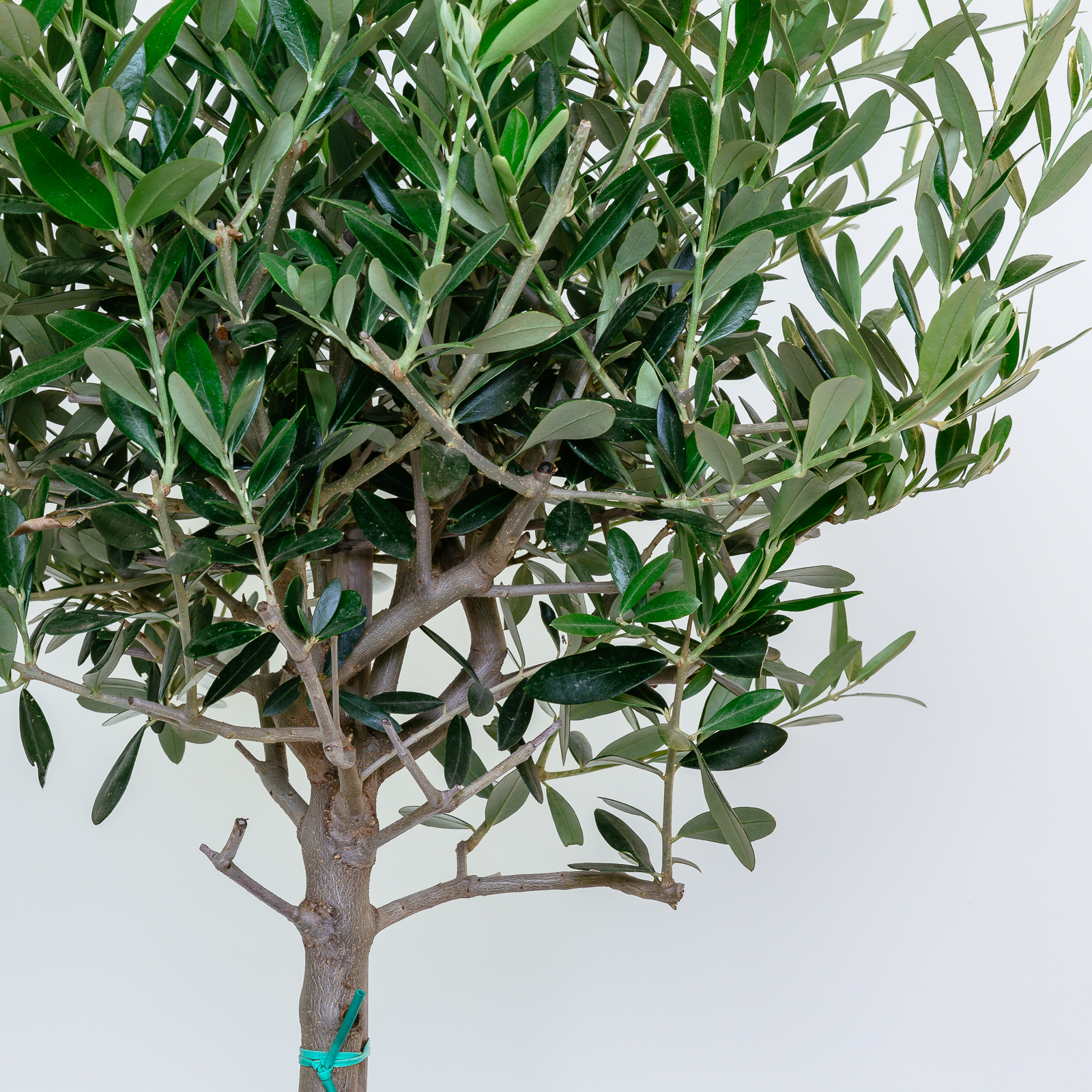 The Nunhead Gardener Olea Europaea Olive Tree