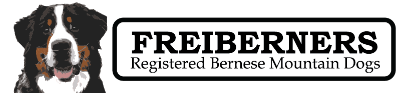Freiberners - Registered Bernese Mountain Dogs