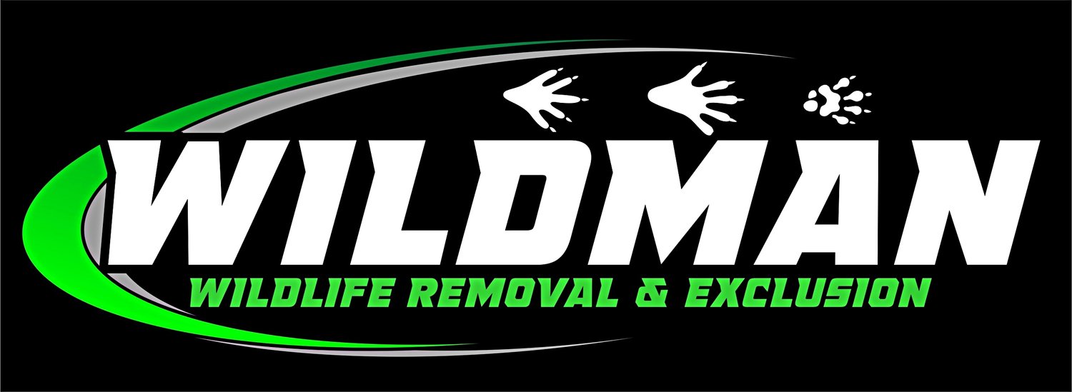 Wildman Wildlife Removal and Exclusion