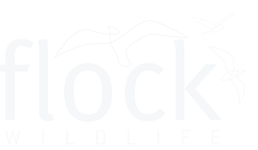 FLOCK wildlife - Bird & Wildlife Photography Tours