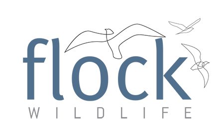 FLOCK wildlife - Bird & Wildlife Photography Tours