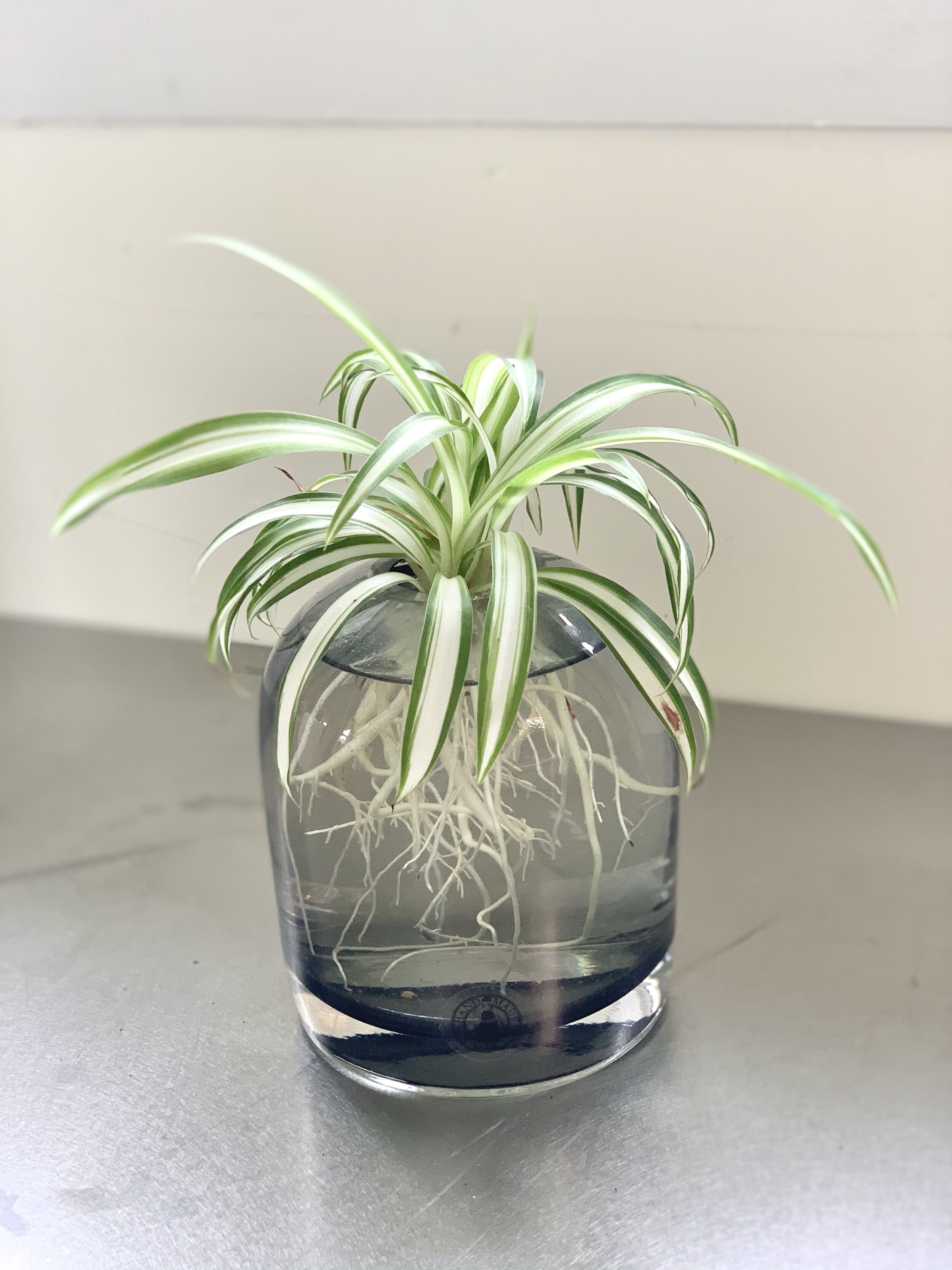 Ocean Plant Spiderettes — Deacon Hair Co Salon