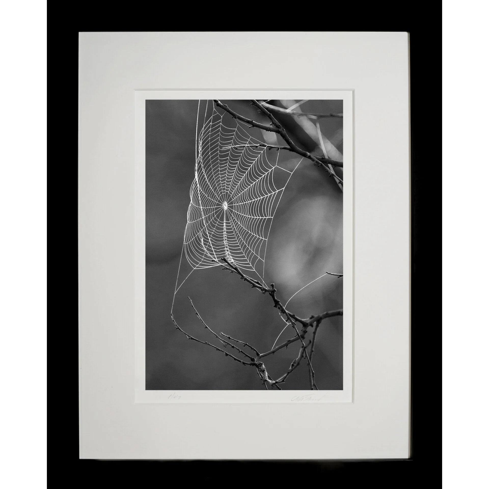 【derry】FIRSTRUST LATE 40's SRIDER WEB Spider's Web | Art UK
